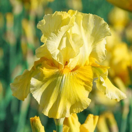 Iris germanica 'Pleasant Peasant' Pleasant Peasant Bearded Iris