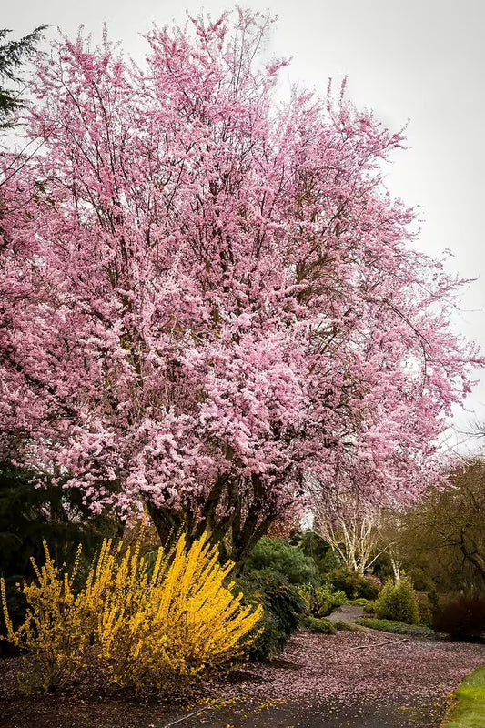 Prunus cerasifera 'Thundercloud' Thundercloud Purple Leaf Plum 15g