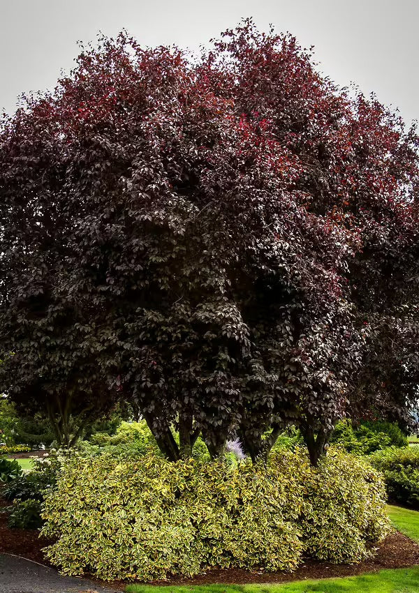 Prunus cerasifera 'Thundercloud' Thundercloud Purple Leaf Plum 15g