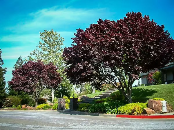 Prunus cerasifera 'Thundercloud' Thundercloud Purple Leaf Plum 15g