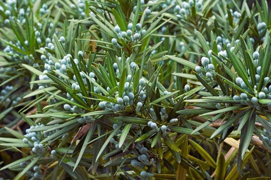 Podocarpus macrophyllus 'Maki' Southern Yew Podocarpus