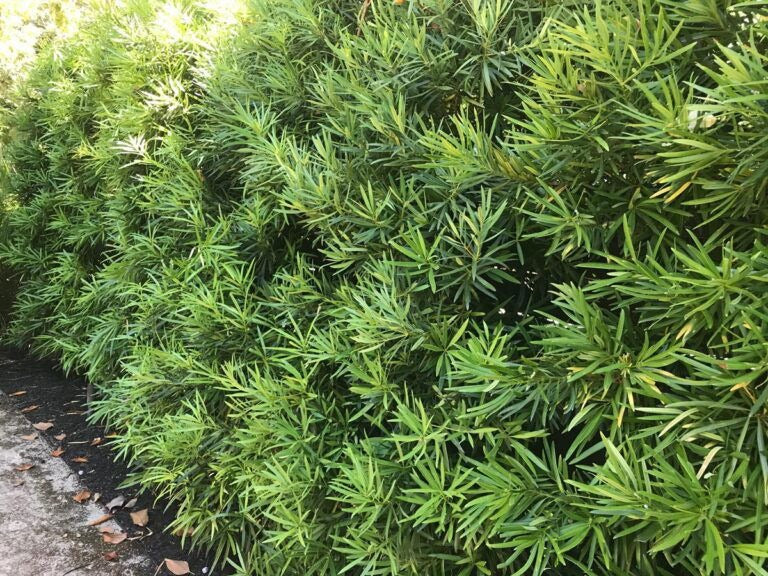 Podocarpus macrophyllus 'Maki' Southern Yew Podocarpus
