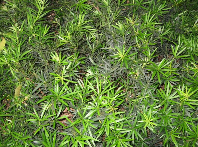 Podocarpus macrophyllus 'Maki' Southern Yew Podocarpus