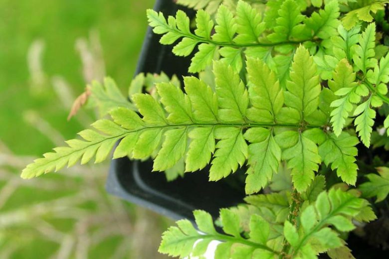 Fern - Polystichum tsus-simense Korean Rock Fern 1g