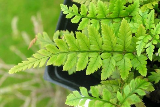 Fern - Polystichum tsus-simense Korean Rock Fern 1g