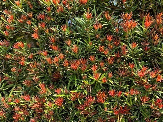 Podocarpus macrophyllus 'Sosa' PP28583 Mood Ring® Podocarpus 3g