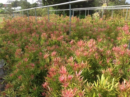 Podocarpus macrophyllus 'Sosa' PP28583 Mood Ring® Podocarpus 3g