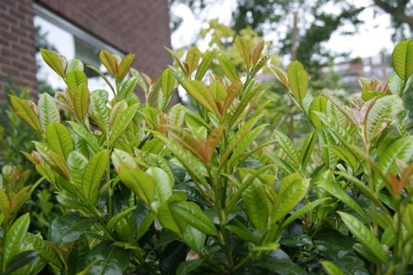 Prunus laurocerasus ‘Jong1’ PP29889 Volcano Dwarf Cherry Laurel