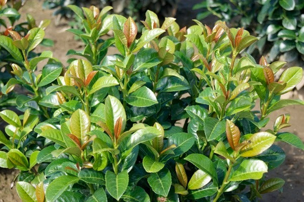 Prunus laurocerasus ‘Jong1’ PP29889 Volcano Dwarf Cherry Laurel