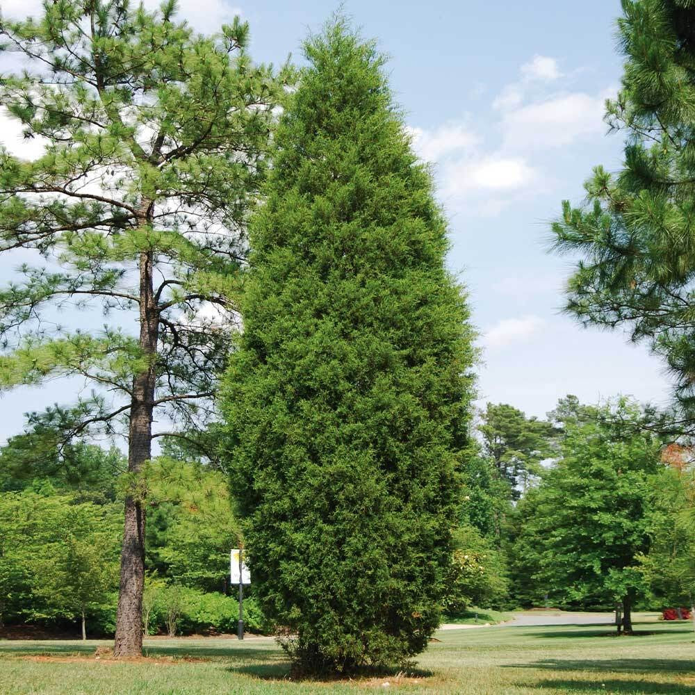 Juniperus virginiana 'Brodie' Brodie Juniper 15g
