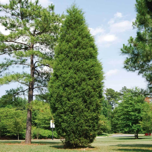 Juniperus virginiana 'Brodie' Brodie Juniper 15g