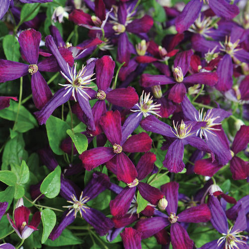 Clematis x 'Sweet Summer Love' PP24044 Sweet Summer Love Clematis 1g