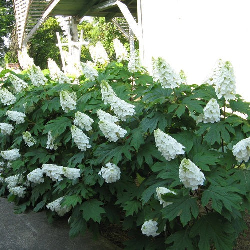 Hydrangea quercifolia 'Brenhill' PP25106 Gatsby Gal® Oakleaf Hydrangea 3g