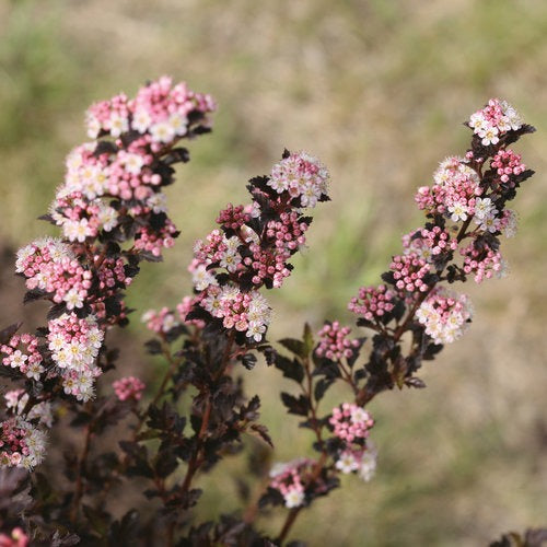 Physocarpus opulifolius Tiny Wine PP26749 Tiny Wine Ninebark 3g