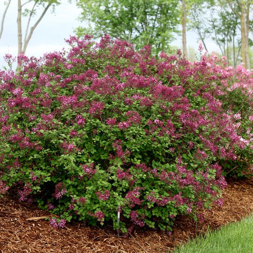 Syringa x 'SMSJBP7' USPP 26549 Bloomerang® Dark Purple Reblooming Lilac 3g