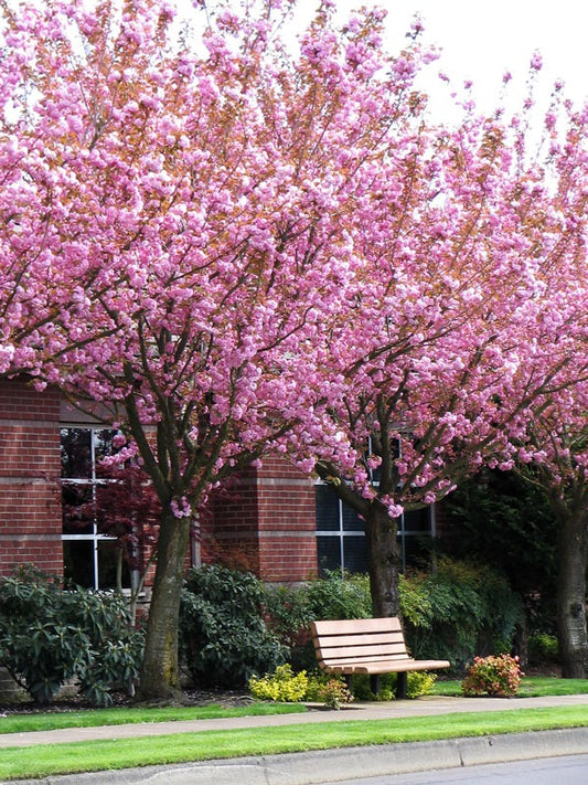 Prunus serrulata 'Kwanzan' Kwanzan Cherry 15g