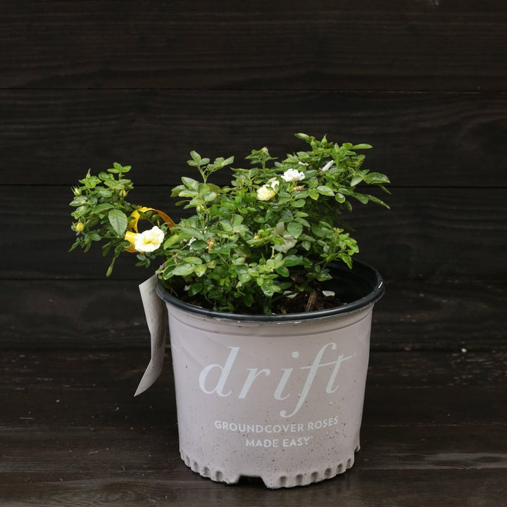 Rosa 'Novarospop' PP24773 Popcorn Drift® Rose 3g