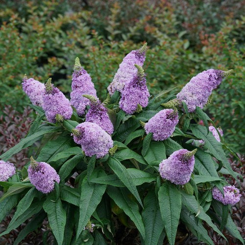 Buddleia x 'SMNBDL' PPAF Pugster Amethyst® Butterfly Bush 3g