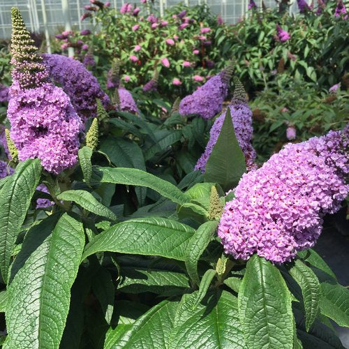 Buddleia x 'SMNBDL' PPAF Pugster Amethyst® Butterfly Bush 3g