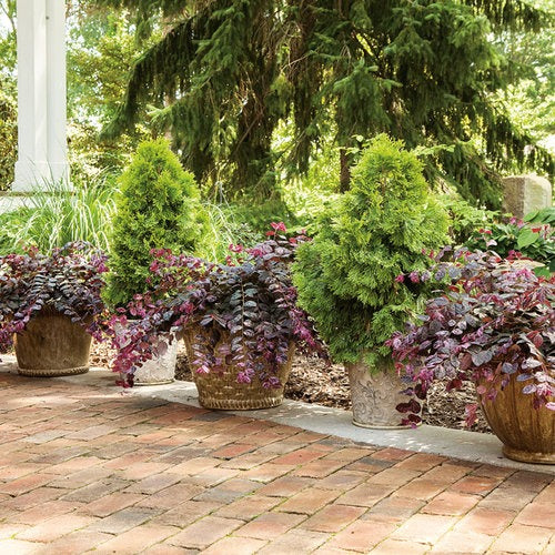Loropetalum chin. 'Irodori' PP27713 Jazz Hands® Variegated Chinese Fringe Flower 3g