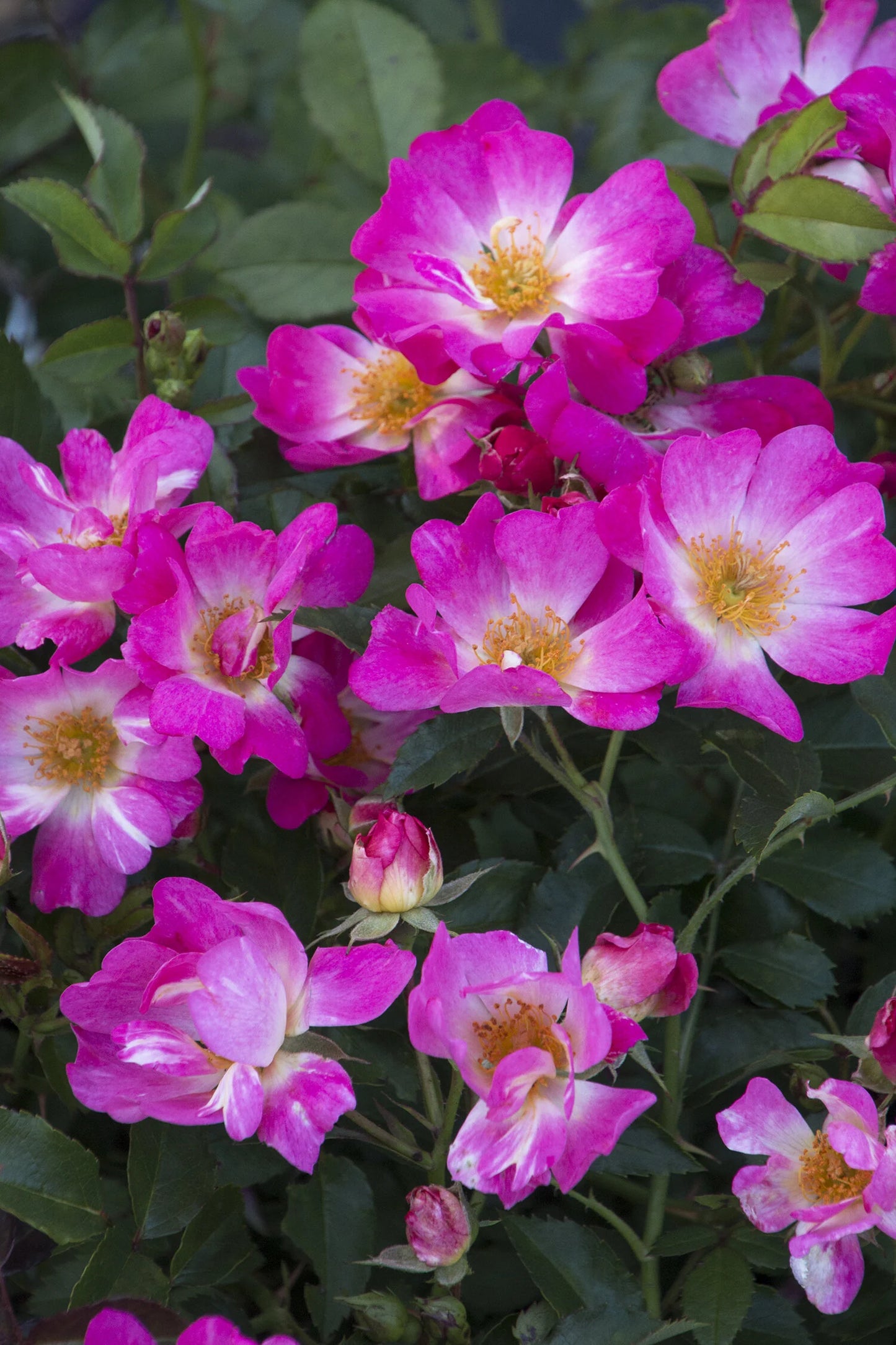 Rosa 'Meijocos' PP18874 Pink Drift® Rose 3 Gallon
