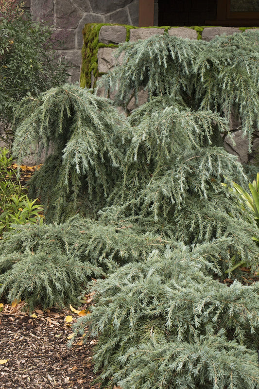 Cedrus deodara 'Feelin' Blue' Feelin' Blue Deodar Cedar Tree Form 10g STD