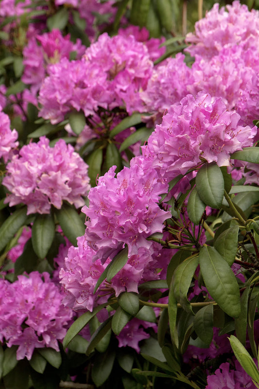 Rhododendron x 'Roseum Elegans' Roseum Elegans Rhododendron