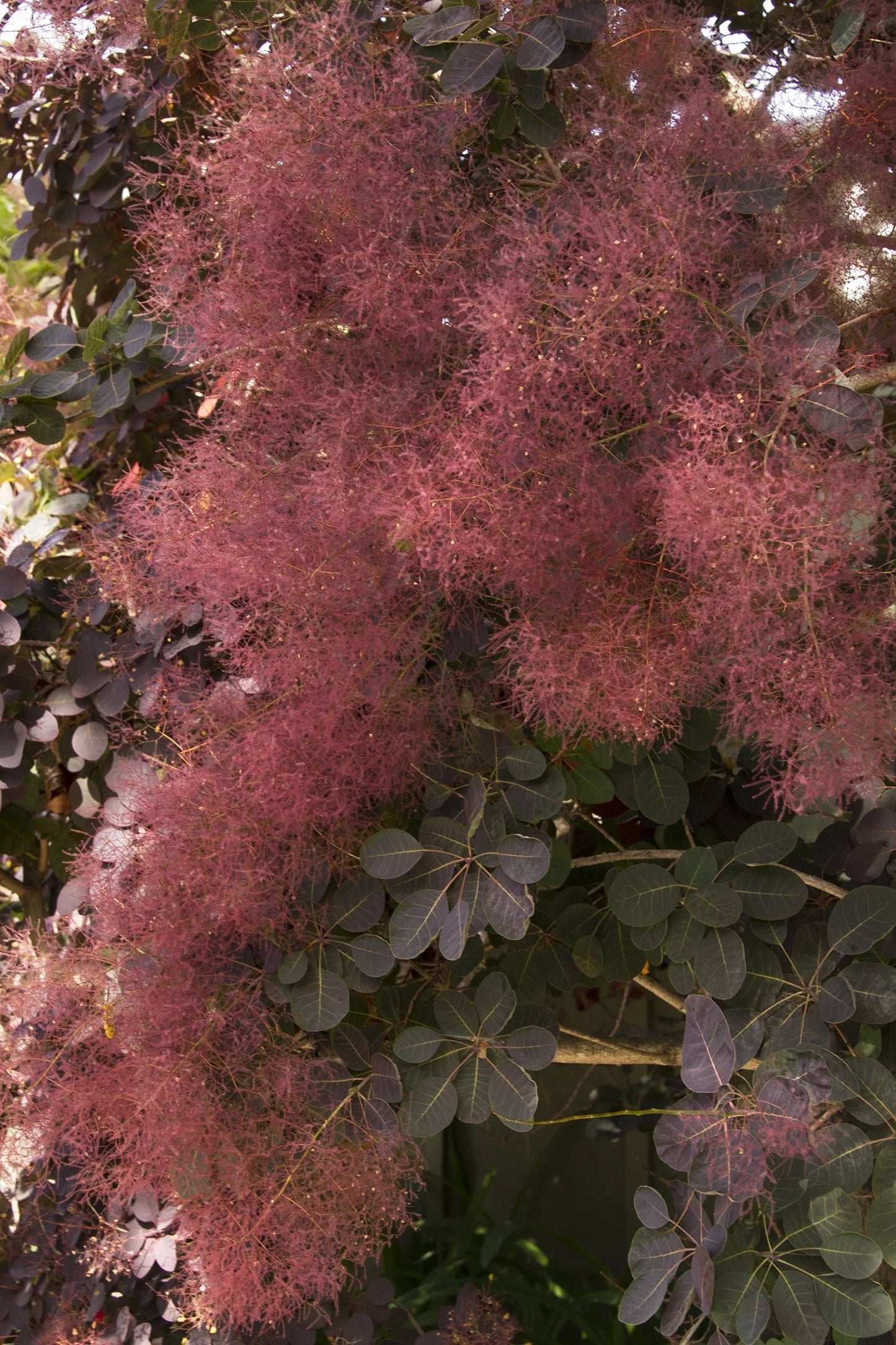 Cotinus coggygria 'Royal Purple' Royal Purple Smoke Tree 3g