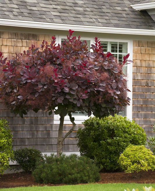 Cotinus coggygria 'Royal Purple' Royal Purple Smoke Tree 3g