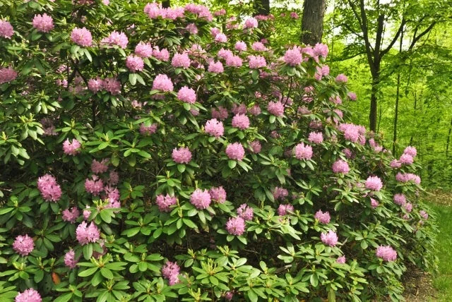 Rhododendron x 'Roseum Pink' Roseum Pink Rhododendron 3g