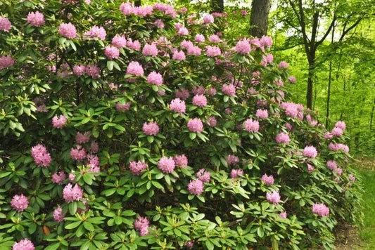 Rhododendron x 'Roseum Pink' Roseum Pink Rhododendron 3g