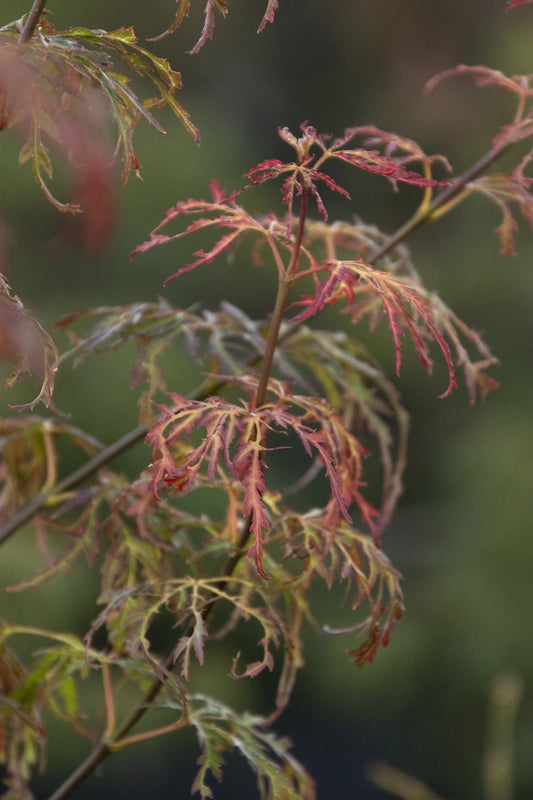 Acer palm. var. dissectum 'Jeddeloh Orange' Jeddeloh Orange Laceleaf Japanese M 20g B&B