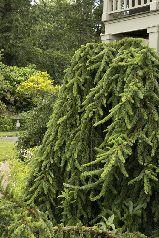 Picea abies 'Pendula' Weeping Norway Spruce
