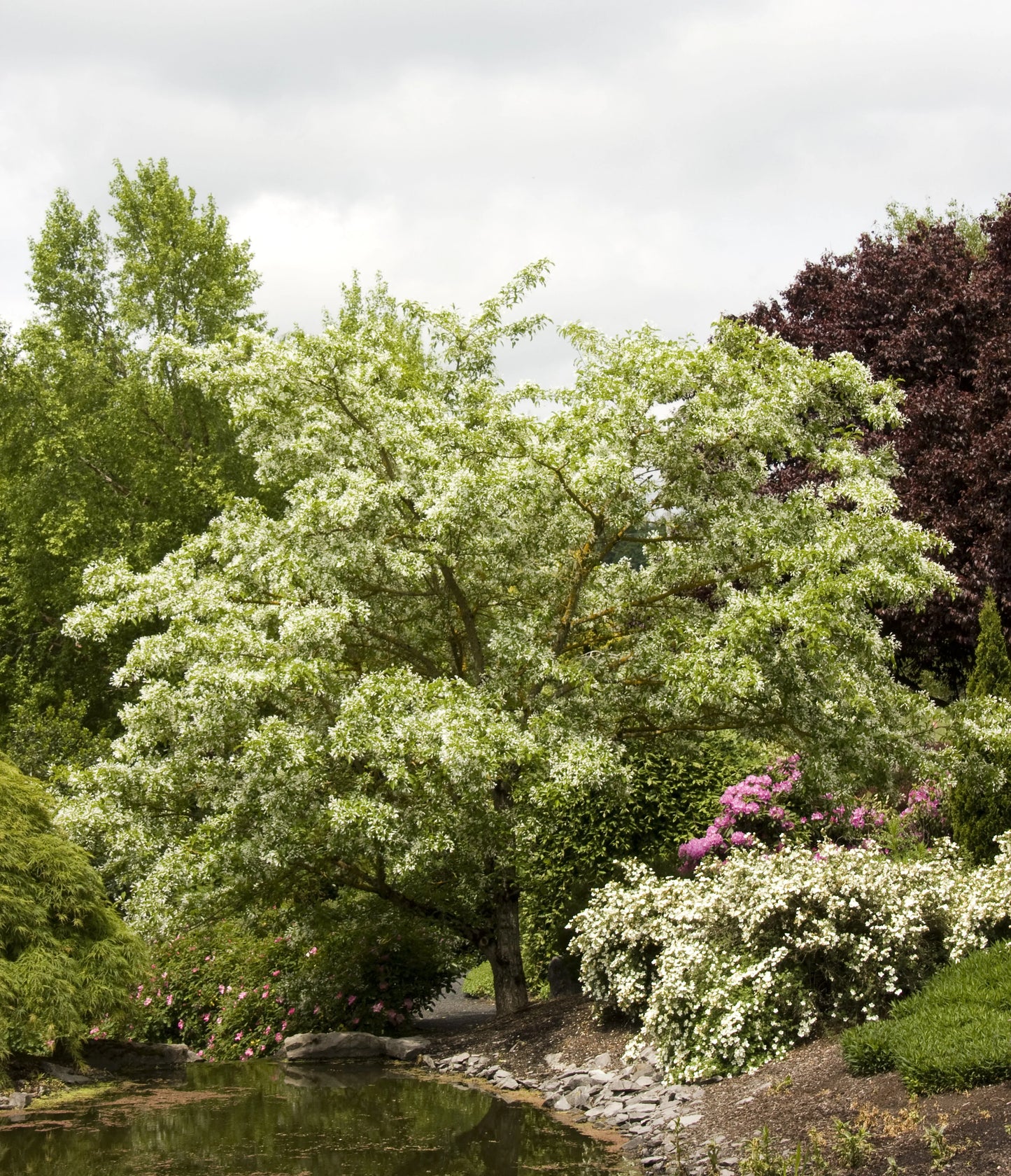 Chionanthus retusus Chinese Fringe Tree 15 Gallon