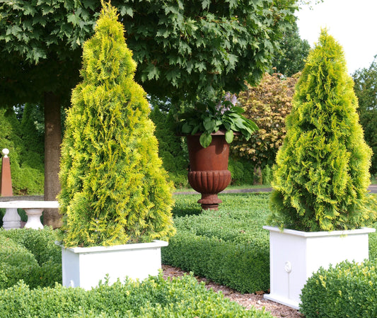 Thuja occidentalis Janed Gold' PP21967 Janed Gold Arborvitae 10g