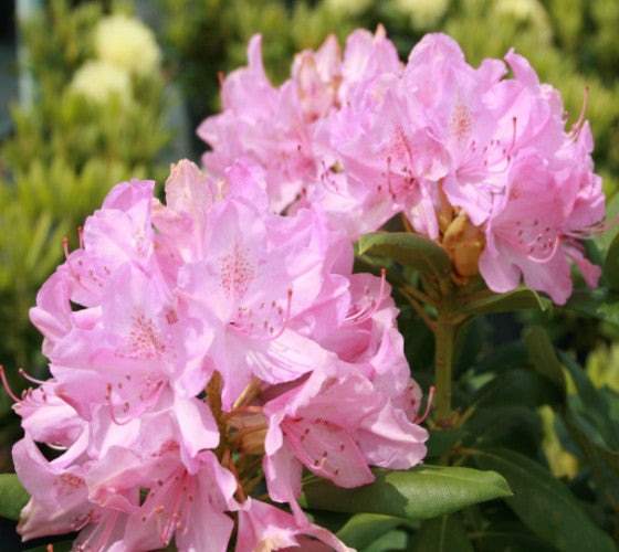 Rhododendron x 'Roseum Pink' Roseum Pink Rhododendron 3g
