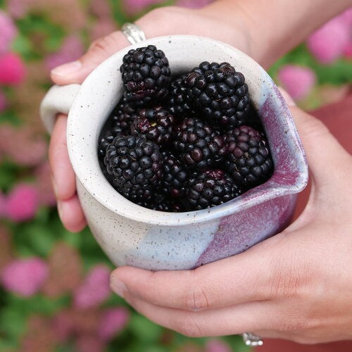 Rubus 'Ponca' PP 33330 Taste of Heaven™ Thornless Blackberry 3g