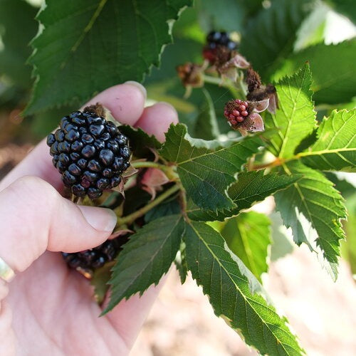 Rubus 'Ponca' PP 33330 Taste of Heaven™ Thornless Blackberry 3g