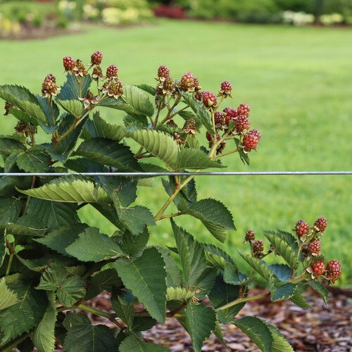 Rubus 'Ponca' PP 33330 Taste of Heaven™ Thornless Blackberry 3g