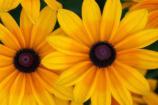 Rudbeckia hirta 'Indian Summer' Indian Summer Black-Eyed Susan 1g