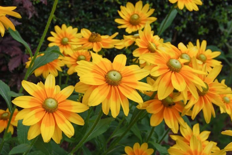 Rudbeckia hirta 'Prarie Sun' Prairie Sun Black-Eyed Susan 1g