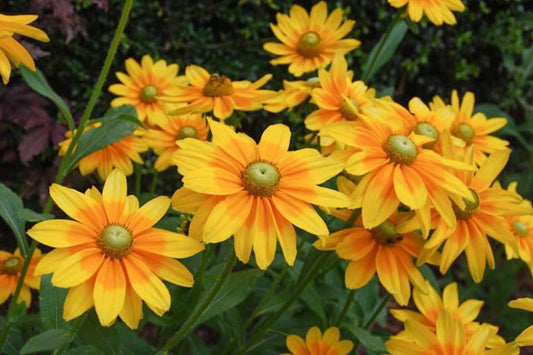 Rudbeckia hirta 'Prarie Sun' Prairie Sun Black-Eyed Susan 1g