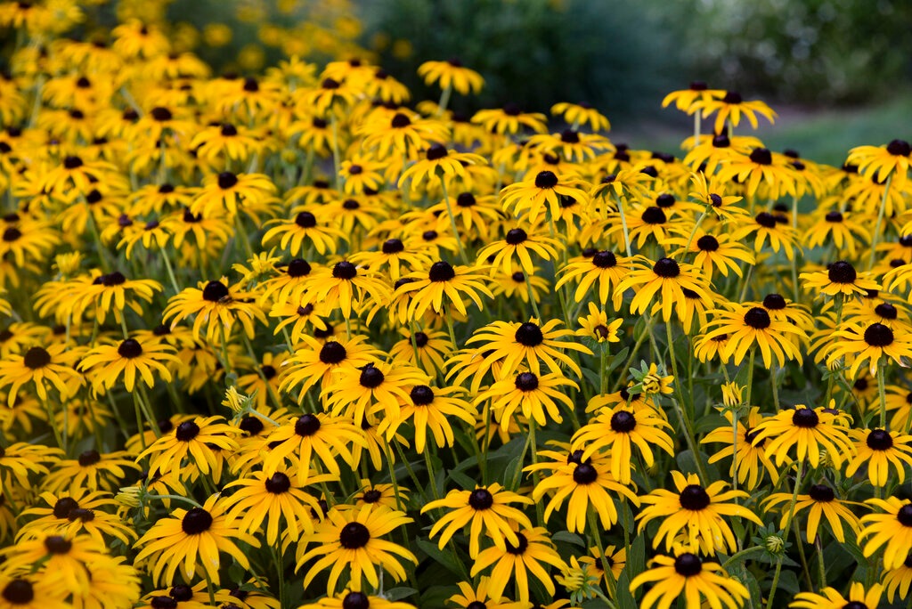 Rudbeckia hybrid PP36594 Treasure Trove Black-Eyed Susan 1g