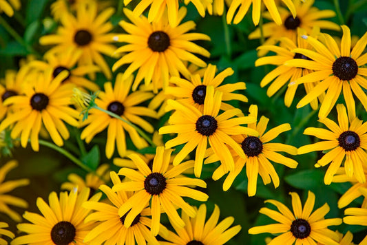 Rudbeckia hybrid PP36594 Treasure Trove Black-Eyed Susan 1g