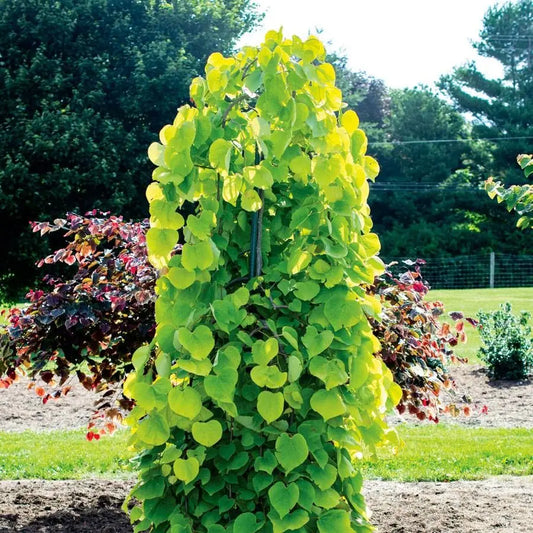 Golden Falls Weeping Redbud 15g