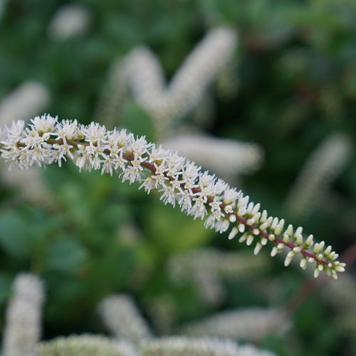 Itea virginica 'SMNIVDFC' PP 30233 Scentlandia®  Sweetspire 3g