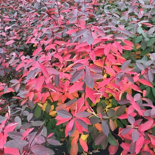 Itea virginica 'SMNIVDFC' PP 30233 Scentlandia®  Sweetspire 3g