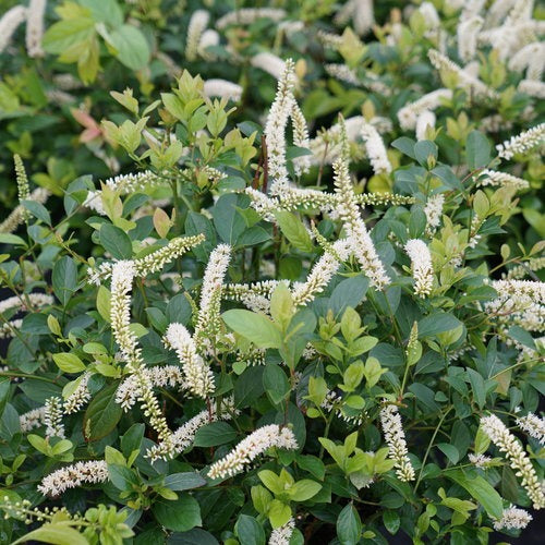 Itea virginica 'SMNIVDFC' PP 30233 Scentlandia®  Sweetspire 3g