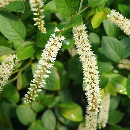 Itea virginica 'SMNIVDFC' PP 30233 Scentlandia®  Sweetspire 3g