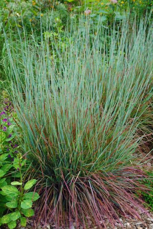 Schizachyrium scop. 'Standing Ovation' Standing Ovation Little Bluestem 3g